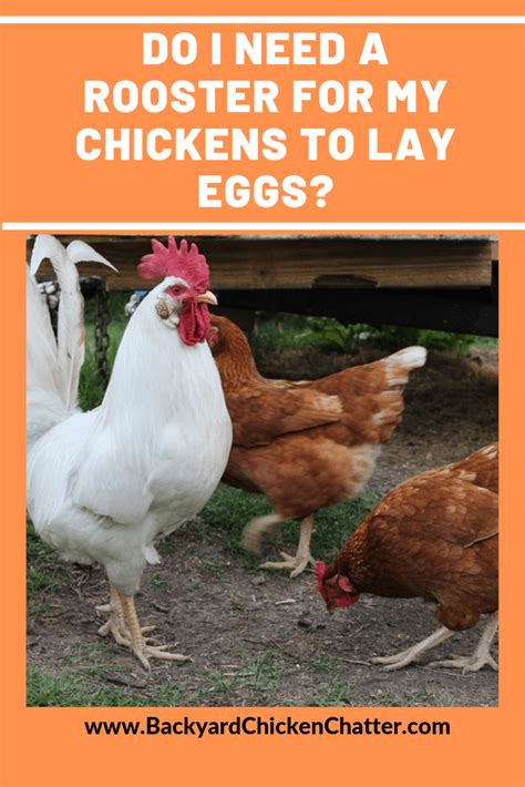 do chickens need roosters to lay eggs